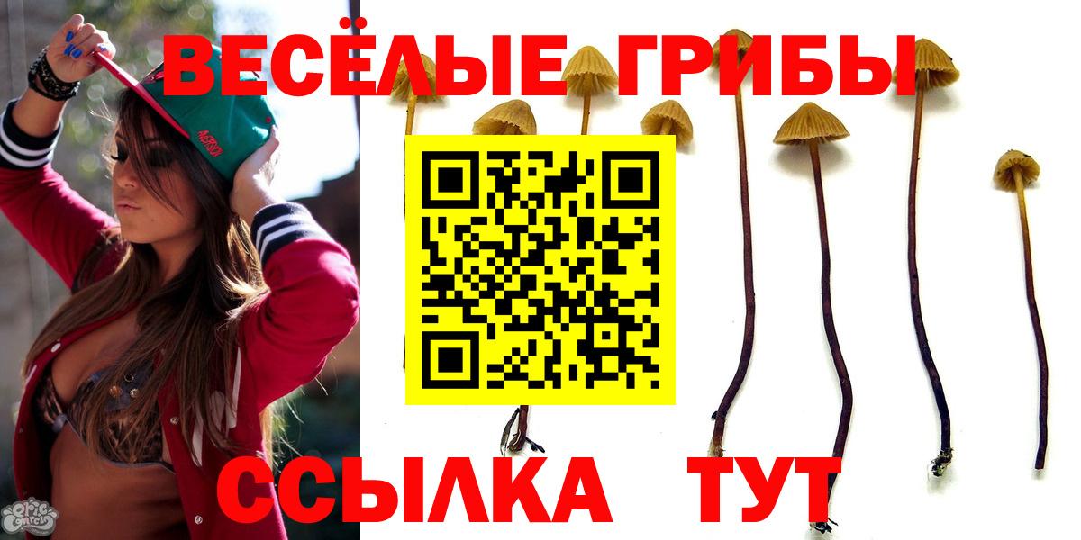 Галлюциногенные грибы Psilocybe  Вход с VPN  где найти   Лесной 